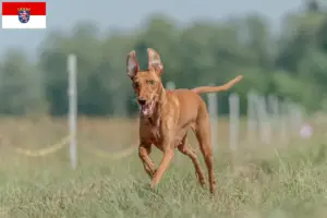 Read more about the article Hessen’de Cirneco dell’ Etna yetiştiricileri ve köpek yavruları