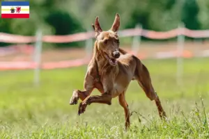 Read more about the article Mecklenburg-Vorpommern’de Cirneco dell’ Etna yetiştiricileri ve köpek yavruları