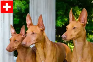 Read more about the article İsviçre’de Cirneco dell’ Etna yetiştiricileri ve köpek yavruları