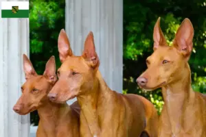 Read more about the article Saksonya’da Cirneco dell’ Etna yetiştiricileri ve köpek yavruları