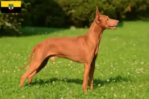 Read more about the article Saksonya-Anhalt’daki Cirneco dell’ Etna yetiştiricileri ve köpek yavruları