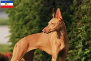 Read more about the article Schleswig-Holstein’da Cirneco dell’ Etna yetiştiricileri ve köpek yavruları