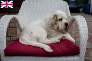 Read more about the article İngiltere’deki Clumber Spaniel yetiştiricileri ve köpek yavruları