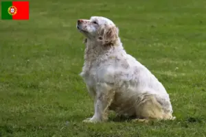 Read more about the article Portekiz’de Clumber Spaniel yetiştiricileri ve köpek yavruları