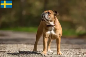 Read more about the article İsveç’te Continental Bulldog yetiştiricileri ve köpek yavruları