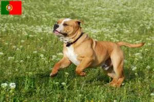 Read more about the article Portekiz’de Continental Bulldog yetiştiricileri ve köpek yavruları