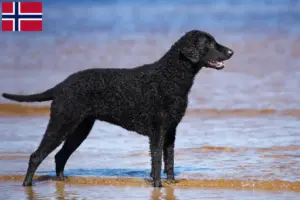 Read more about the article Norveç’te Curly Coated Retriever yetiştiricileri ve köpek yavruları