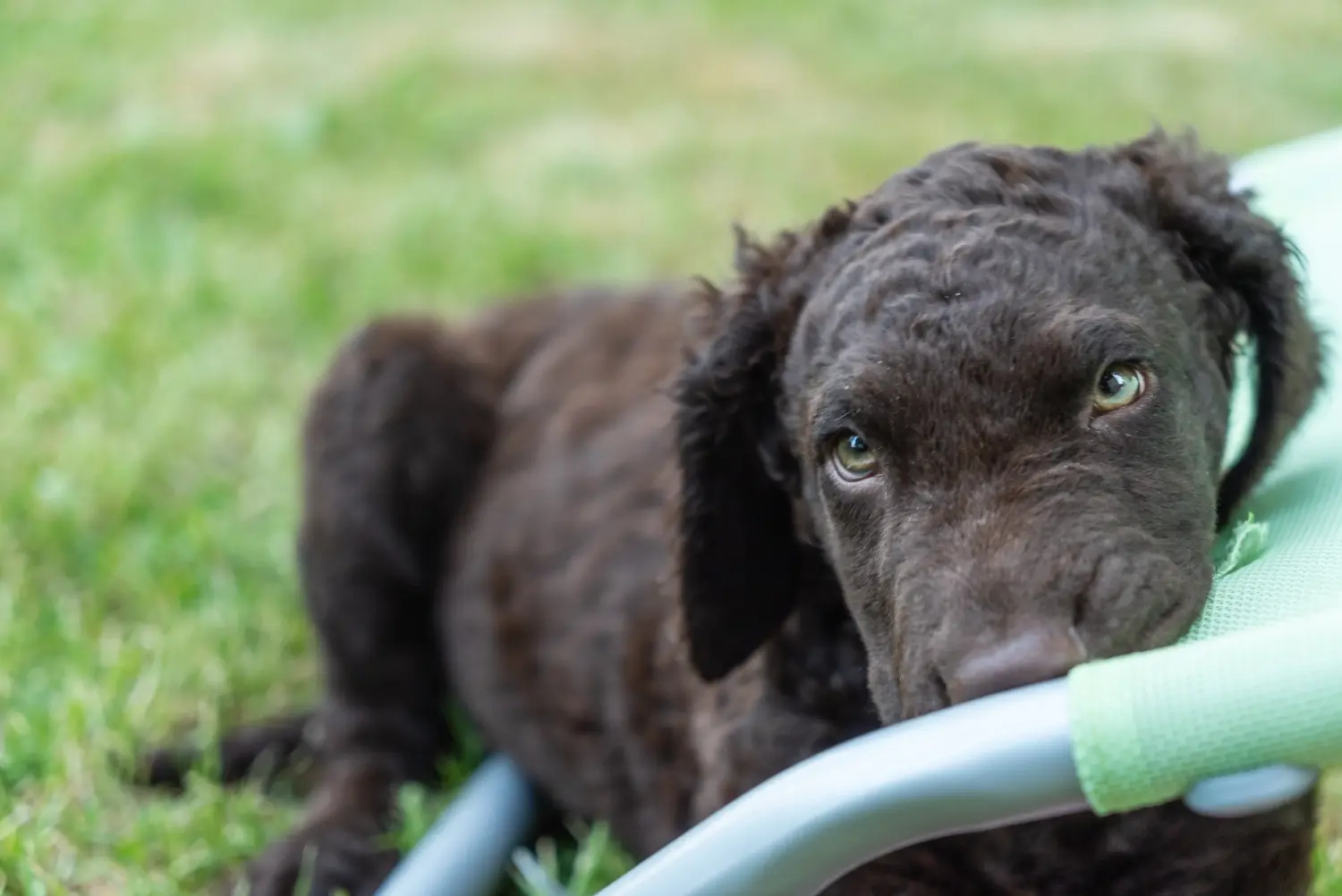 Curly Coated Retriever yavrusu satın almak sorumluluk almak demektir! Curly Coated Retriever yavru köpek satın alın.