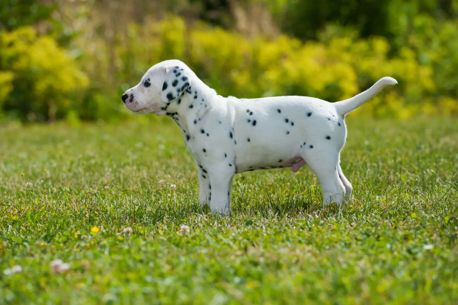 Dalmaçyalı bir yavru köpek satın almak sorumluluk almak demektir! Dalmaçyalı yavru köpek satın alın.