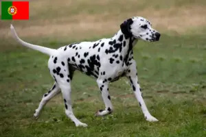 Read more about the article Portekiz’deki Dalmaçyalı yetiştiricileri ve köpek yavruları