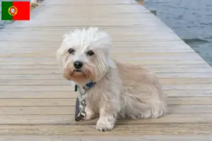 Read more about the article Portekiz’de Dandie Dinmont Terrier yetiştiricileri ve köpek yavruları