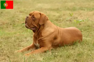 Read more about the article Portekiz’de Dogue de Bordeaux yetiştiricileri ve köpek yavruları