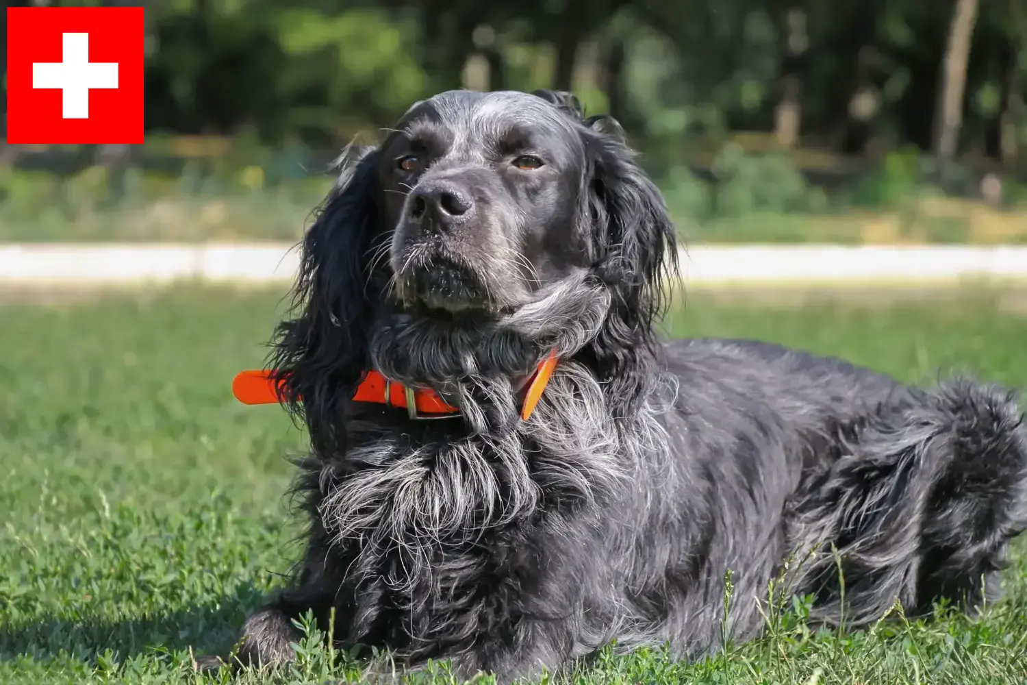 Epagneul Bleu de Picardie yavru köpek ve yetiştiricileri İsviçre Burada İsviçre'deki Epagneul Bleu de Picardies yetiştiricilerini bulabilirsiniz.