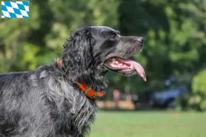 Read more about the article Bavyera’da Epagneul Bleu de Picardie yetiştiricileri ve köpek yavruları