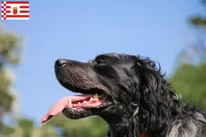 Read more about the article Bremen’de Epagneul Bleu de Picardie yetiştiricileri ve köpek yavruları