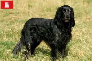 Read more about the article Hamburg’da Epagneul Bleu de Picardie yetiştiricileri ve köpek yavruları