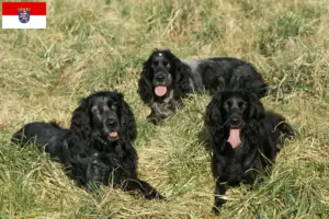 Read more about the article Hessen’de Epagneul Bleu de Picardie yetiştiricileri ve köpek yavruları