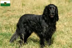 Read more about the article Saksonya’da Epagneul Bleu de Picardie yetiştiricileri ve köpek yavruları
