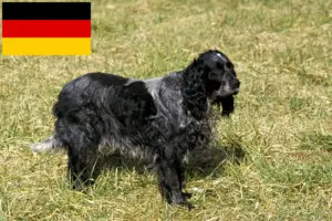 Read more about the article Almanya’da Epagneul Bleu de Picardie yetiştiricileri ve köpek yavruları