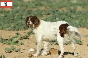 Read more about the article Berlin’de Épagneul français yetiştiricileri ve köpek yavruları