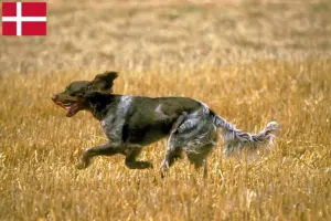 Read more about the article Danimarka’da Épagneul Picard yetiştiricileri ve köpek yavruları