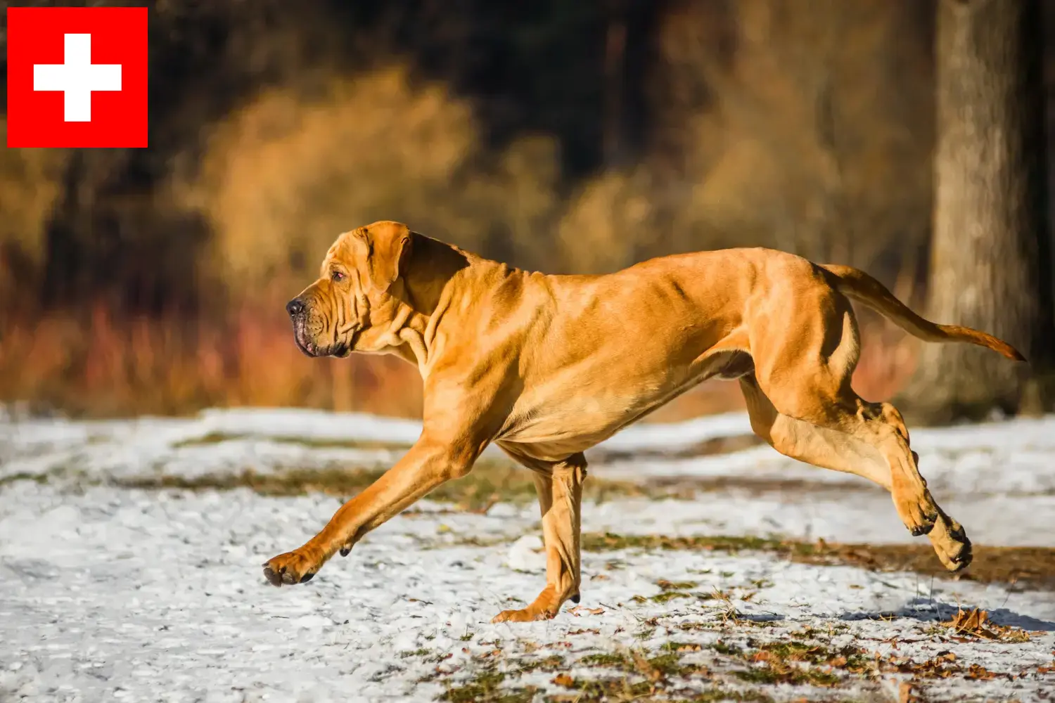 Read more about the article İsviçre’de Fila Brasileiro yetiştiricileri ve köpek yavruları