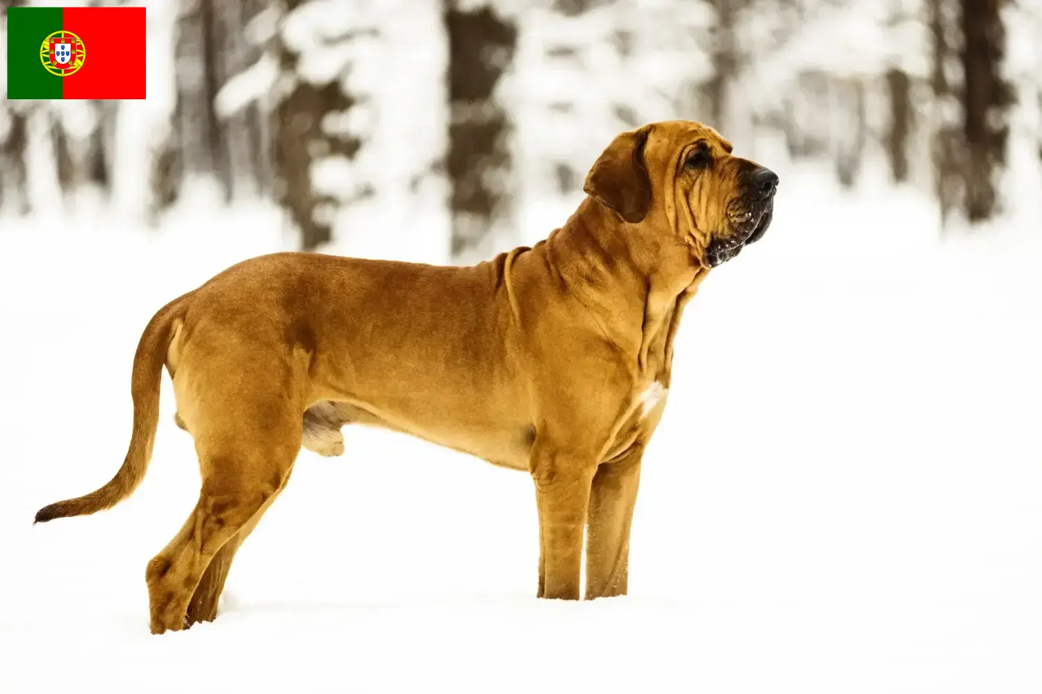 Read more about the article Portekiz’de Fila Brasileiro yetiştiricileri ve köpek yavruları