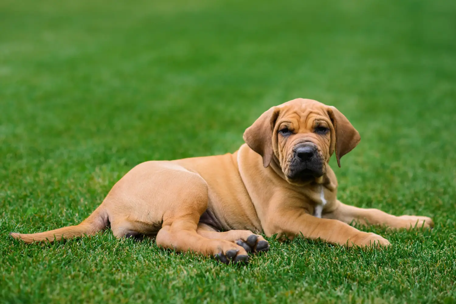 Bir Fila Brasileiro yavrusu satın almak sorumluluk almak demektir! Fila Brasileiro yavru köpekleri satın alın.