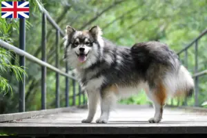 Read more about the article Büyük Britanya’daki Fin Lapphund yetiştiricileri ve yavru köpekler
