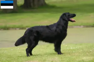 Read more about the article Estonya’da Flat Coated Retriever yetiştiricileri ve köpek yavruları