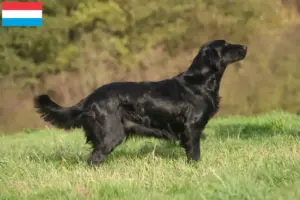 Read more about the article Lüksemburg’da Flat Coated Retriever yetiştiricileri ve köpek yavruları