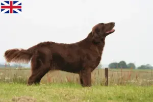 Read more about the article İngiltere’deki Flat Coated Retriever yetiştiricileri ve köpek yavruları