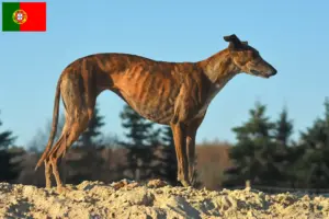 Read more about the article Portekiz’de Galgo Espanol yetiştiricileri ve köpek yavruları