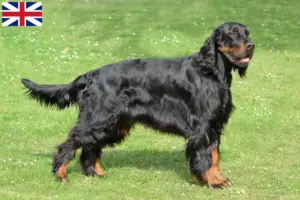 Read more about the article İngiltere’deki Gordon Setter yetiştiricileri ve köpek yavruları
