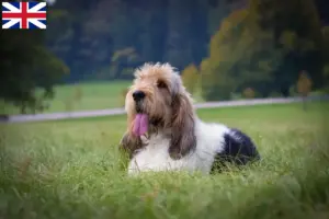 Read more about the article Büyük Britanya’daki Grand Basset Griffon Vendéen yetiştiricileri ve yavru köpekleri