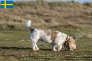 Read more about the article İsveç’te Grand Basset Griffon Vendéen yetiştiricileri ve köpek yavruları