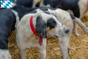 Read more about the article Bavyera’da Grand Bleu de Gascogne yetiştiricileri ve köpek yavruları