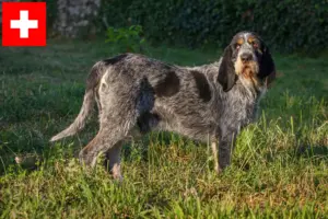 Read more about the article İsviçre’de Griffon Bleu de Gascogne yetiştiricileri ve köpek yavruları