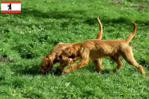 Read more about the article Berlin’de Griffon Fauve de Bretagne yetiştiricileri ve köpek yavruları