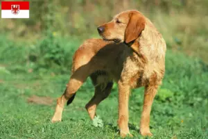 Read more about the article Brandenburg’da Griffon Fauve de Bretagne yetiştiricileri ve köpek yavruları