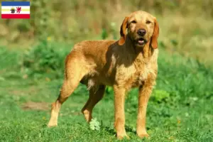 Read more about the article Mecklenburg-Vorpommern’de Griffon Fauve de Bretagne yetiştiricileri ve köpek yavruları