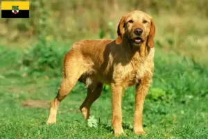Read more about the article Saksonya-Anhalt’da Griffon Fauve de Bretagne yetiştiricileri ve köpek yavruları