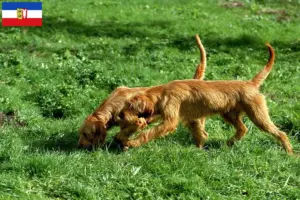 Read more about the article Schleswig-Holstein’da Griffon Fauve de Bretagne yetiştiricileri ve köpek yavruları