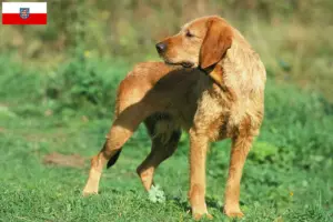 Read more about the article Thüringen’de Griffon Fauve de Bretagne yetiştiricileri ve köpek yavruları