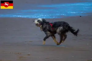 Read more about the article Aşağı Saksonya’da Griffon Nivernais yetiştiricileri ve köpek yavruları