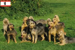 Read more about the article Berlin’de Griffon Nivernais yetiştiricileri ve köpek yavruları