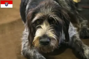 Read more about the article Hessen’de Griffon Nivernais yetiştiricileri ve köpek yavruları