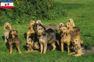 Read more about the article Mecklenburg-Vorpommern’de Griffon Nivernais yetiştiricileri ve köpek yavruları