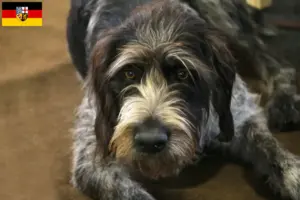 Read more about the article Saarland’da Griffon Nivernais yetiştiricileri ve köpek yavruları
