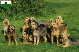 Read more about the article Saksonya’da Griffon Nivernais yetiştiricileri ve köpek yavruları